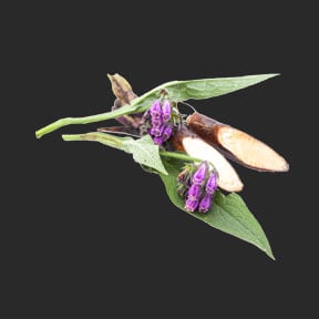Ina Labs Ingredient